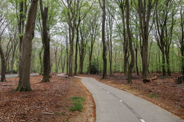 Hollanda 'daki Speulderbos ormanında uzanan bir bisiklet yolu manzarası.