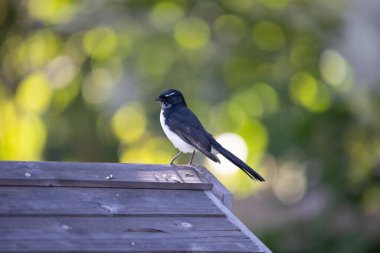 Willie wagtail kuşunun seçici odak noktası.