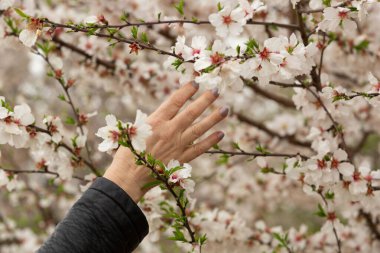 Bahar ağacı çiçeklerine dokunan kişinin yakın plan fotoğrafı.