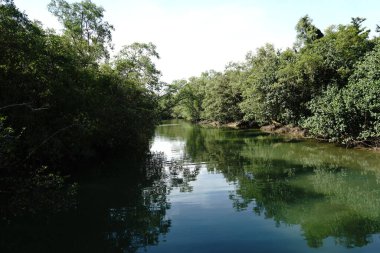 Nehir manzarası ve bazı ağaçlar