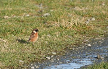 Güneş ışığının altında çimlerin üzerinde duran bir taş kafanın yakın çekimi.