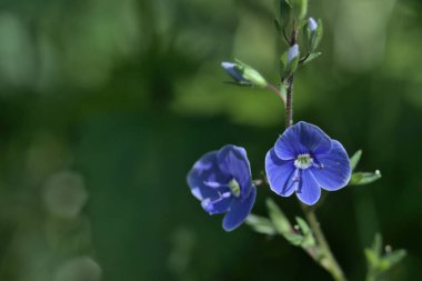 Mavi Veronica Chamaedrys 'in bahar otlağındaki çiçeğinin yakın çekimi.