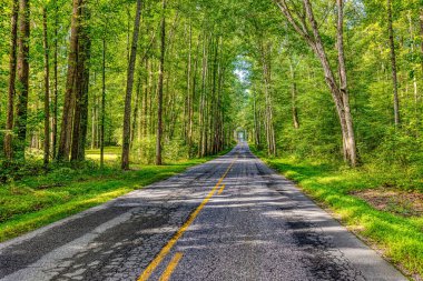 Ağaçların ortasında boş bir yolun güzel bir görüntüsü.