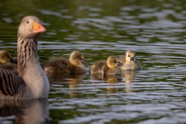 Göletteki yavrularıyla yakın plan bir kaz resmi..
