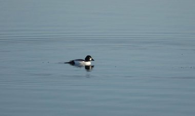Gölün sakin yüzeyine yansıyan Goldeneye benzer bir ördek.