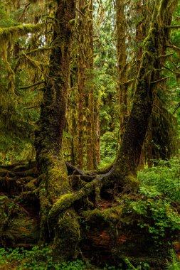 Batı Washington Yarımadası 'ndaki Olimpiyat Ulusal Parkı' nın Hoh yağmur ormanlarındaki ağaç gövdelerini ve birbirine dolanan köklerini bir Moss kaplıyor.