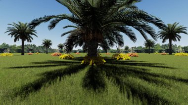 Geniş yeşil bir alanda güzel bir palmiye ağacı görüntüsü.