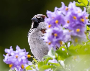 Mor solanyum çiçeklerinin arkasına saklanan bir ev serçesinin (Passer domesticus) seçici odak çekimi