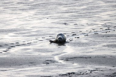 Gündüz vakti ıslak kumda yatan bir fok yavrusu.