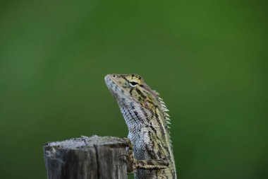 Bulanık bir zemine tırmanan bir kertenkelenin yakın plan çekimi.