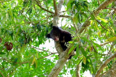 Ağacın tepesindeki bir daldan aşağıya bakan, Asyalı Siyah Ayı, Ursus thibetanus, Tayland