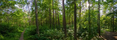 Gün ışığında yemyeşil doğa ve bitki örtüsü olan bir ormanın panoramik görüntüsü.