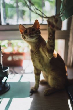 İple oynayan sevimli bir kedi yavrusunun dikey yakın çekimi.