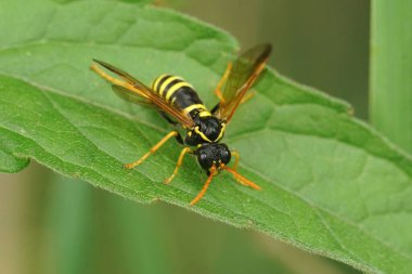 Tenthredo scrophulariae, renkli bir testere sineğine yakın çekim, bir eşekarısını taklit ederek, tarlada yeşil bir yaprak üzerinde oturan
