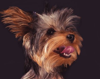 Güzel bir Yorkshire Teriyerinin yakın plan portresi. Dili siyah arka planda.