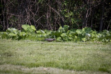 Çimlere tünemiş bir Amerikan bülbülü manzarası vahşi doğayla çevrili.