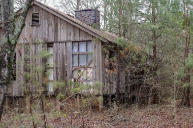 Ormanda terk edilmiş bir ahşap kulübe manzarası.