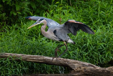 Gri balıkçıl (Ardea cinerea) bagaja tünedi.
