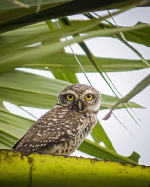 Yeşil yapraklar arasında bir baykuşun seçici odak noktası.
