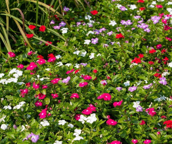 Een Closeup Van Kleurrijke Periwinkle Bloemen Groeiend Groene Struiken Het — Stockfoto