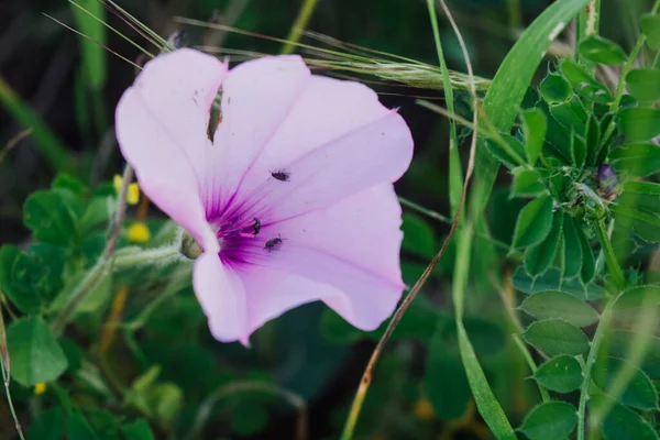 Una Gloria Rosa Mattutina Con Insetti Dentro — Foto Stock