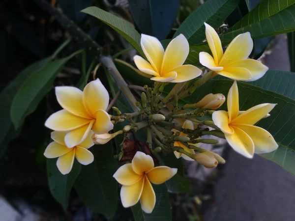 Närbild Bild Vit Och Gul Plumeria Blommor — Stockfoto