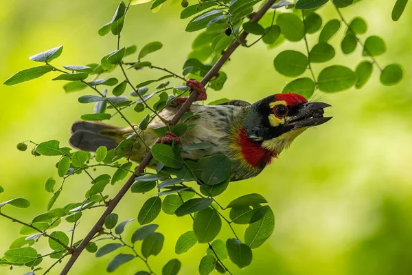 Tiro Close Coppersmith Pássaro Barbet Poleiro Galho Árvore Segurando Baga — Fotografia de Stock