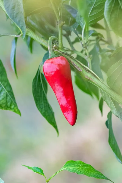 Espelette Chili Peper Een Veld Teelt Het Betaalt Baskisch — Stockfoto