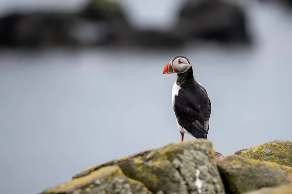 A selective focus shot of a Puffin bird perched on a rock