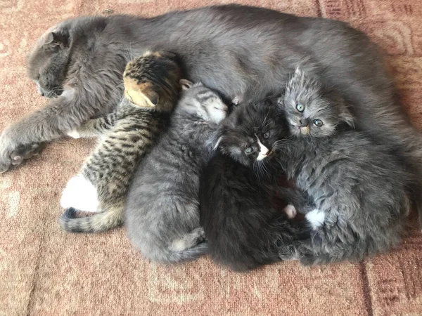 Mãe Gato Com Gatinhos Pequenos — Fotografia de Stock