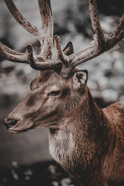 Plan Vertical Cerf Avec Des Bois Dans Arrière Plan Flou — Photo