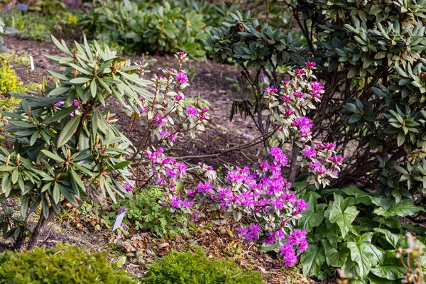 Närbild Rhododendron Lapponicum Rosenbukten Lappland — Stockfoto