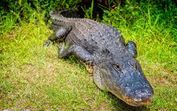 Stor Alligator Som Ligger Ett Grönt Gräs — Stockfoto