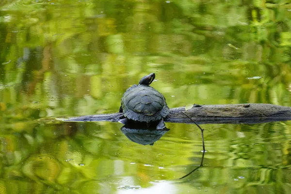 Imagem Uma Tartaruga Log Uma Lagoa — Fotografia de Stock