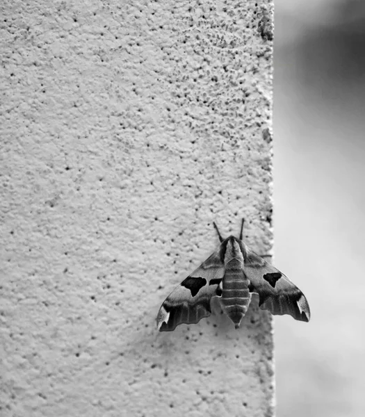 Duvarların Köşesine Konmuş Bir Kireç Şahini Güvesinin Dikey Yakın Çekimi — Stok fotoğraf