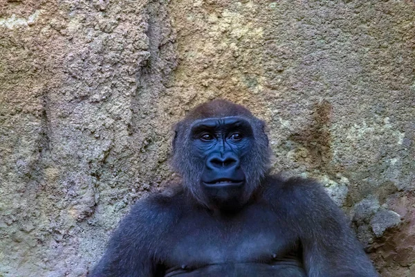 Retrato Del Gorila Del Congo Fotografiado Zoológico Del Bronx — Foto de Stock