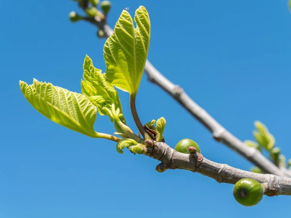 雲のない青空に対して春にイチジクの木の緑のアウトブレイクの閉鎖 — ストック写真