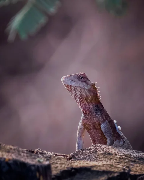 Selective Focus Shot Lizard Its Natural Habitat — Stock Photo, Image