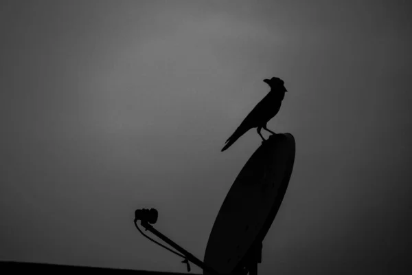 Uma Silhueta Pássaro Antena Fundo Escuro — Fotografia de Stock