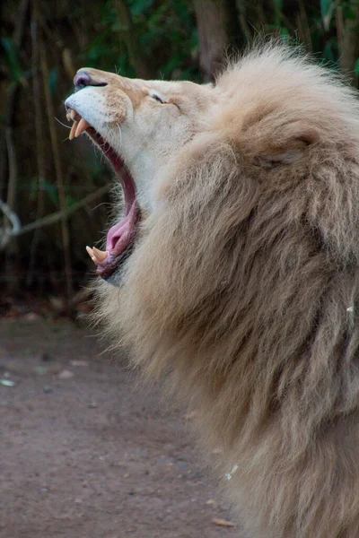 Lion Open Mouth Fleche Zoo France — Stock Photo, Image
