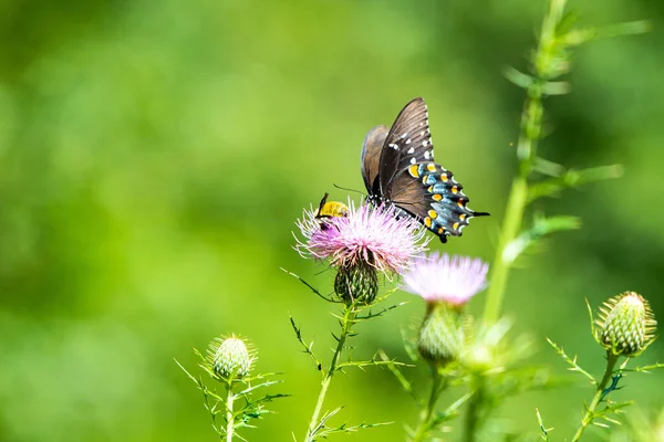 Egy Gyönyörű Kép Egy Aranyos Pillangóról Egy Bogáncson — Stock Fotó
