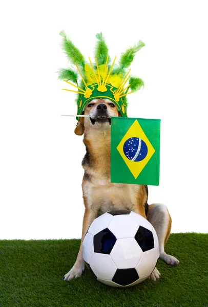 Ritratto Cane Con Casco Con Piume Verdi Gialle Bandiera Brasiliana — Foto Stock