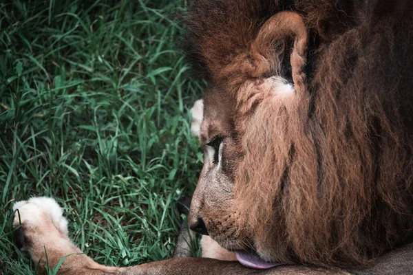アフリカの草の上に横たわるライオンのクローズアップショット — ストック写真
