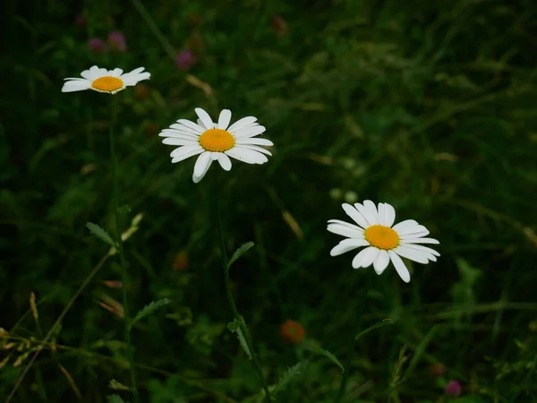 花园里盛开的美丽的白色洋甘菊花的特写 — 图库照片