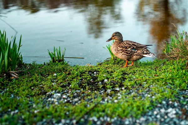 Egy Nőstény Vadkacsa Közelsége Anas Platyrhynchos Parton Lac Sauvabelin Svájc — Stock Fotó