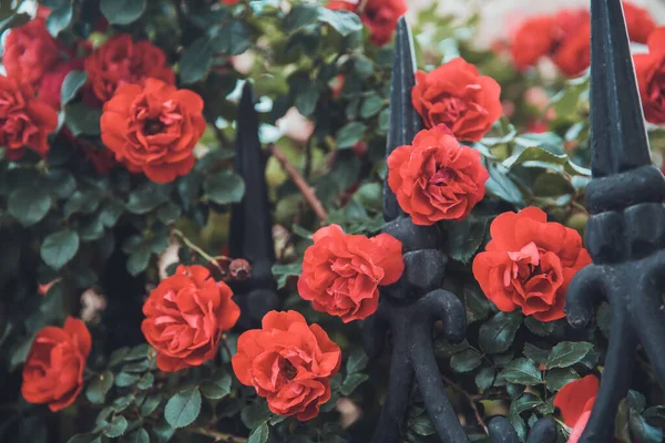 Yeşil Yapraklı Güzel Kırmızı Güller — Stok fotoğraf