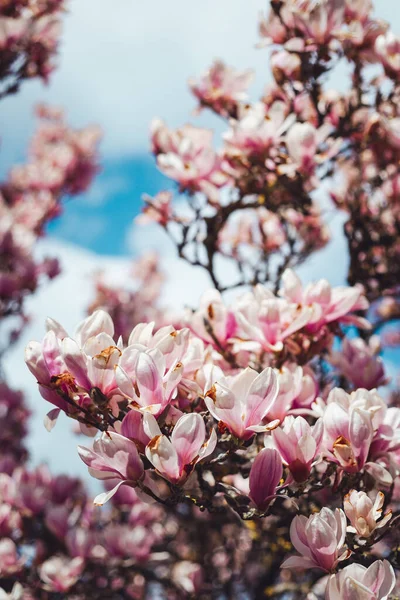 Een Voorjaar Bloemen Achtergrond Met Magnolia Bloemen — Stockfoto