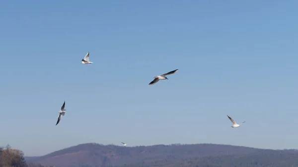 Zbliżenie Ujęcia Ptaków Latających Niebie Słoneczny Dzień — Zdjęcie stockowe