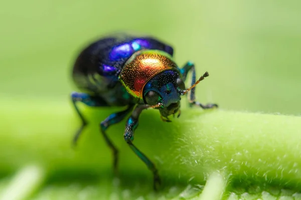 Seen Top Leaf While Looking Something Eaknotweed Leaf Beetle Gastrophysa — Stock Photo, Image