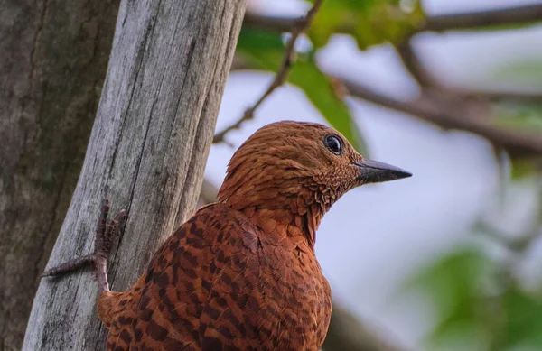 Primer Plano Pájaro Carpintero Rufo Micropternus Brachyurus Árbol — Foto de Stock